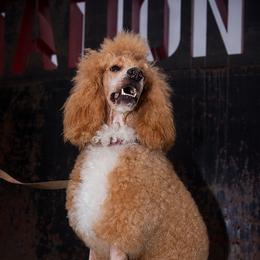 Ivy - Poodle