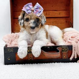 Girl 2 - female Bernedoodle puppy in North Carolina from NC Doodle Puppies