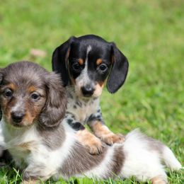 Dachshund Puppies from Mom's Dachshunds