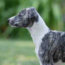 Slip - Fawn brindle female Whippet puppy in Hopkinsville, Kentucky from Night Sky Whippets