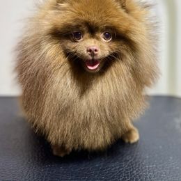 Biggie - Pomeranian