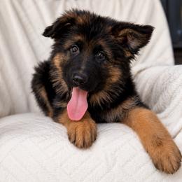 Aster - Black and red female German Shepherd puppy in Lexington, Virginia from Stahlhaus ( Previously Buffelbach Farmstead Shepherds)