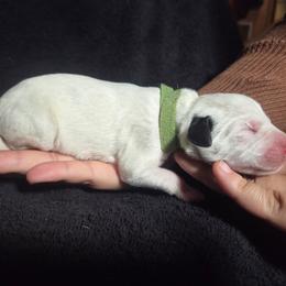 Rover - Green - White and black male Dalmatian puppy in Palmer, Massachusetts from Delaney's Dalmatians 2
