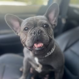 Blue - French Bulldog