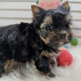 D'Artagnan - Black and gold male Yorkshire Terrier puppy in Austin, Texas from Rhine Valley Yorkies
