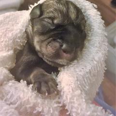 Standard Schnauzer Puppies from Kinobi Standard Schnauzers