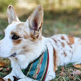 American Corgis and Pembroke Welsh Corgis from America's Red White and Bluie Corgis
