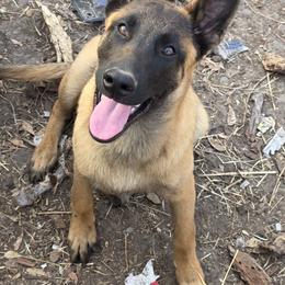 Boy 5 - Mahogany male Belgian Malinois puppy in Corpus Christi, Texas from Heavenly Firefly Belgian Malinois