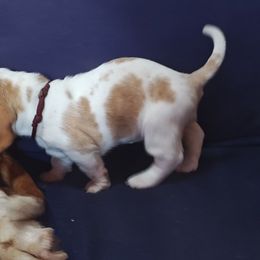 Rose - Lemon and white female Basset Hound puppy in Santa Rosa, California from Redwood Coast bassetts