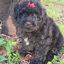 AKC Flora - Black female Bouvier des Flandres puppy in Marionville, Missouri from Sandbox Puppies