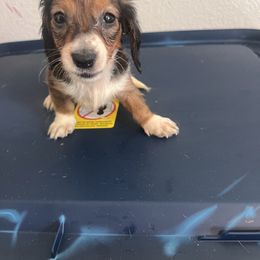 Viola - Piebald female Dachshund puppy in Conroe, Texas from R&K Dachshunds