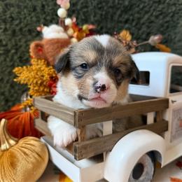 Graham - Sable male American Corgi puppy in Paxton, Illinois from McGovern Family Corgis