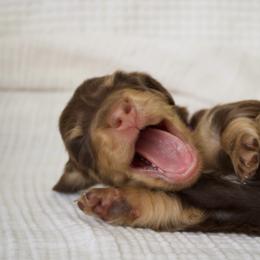 Maple - Chocolate and cream female Dachshund puppy in Tucson, Arizona from Lengthydog.co