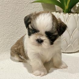 Shih Tzu Puppies from Willow Lane Shih Tzus