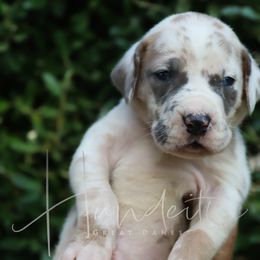 CEDAR - Harlequin male Great Dane puppy in Denison, Texas from Hundeity Great Danes