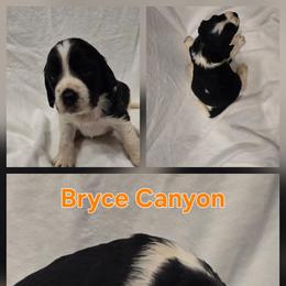Bryce Canyon - Black and white male English Springer Spaniel puppy in Palisade, Colorado from Bigfoot's Kennel