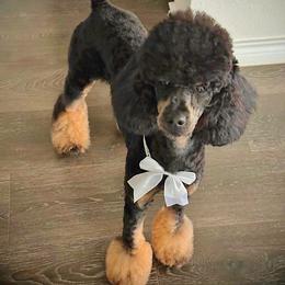 Shelly - Poodle