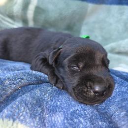 Turben - Black male Giant Schnauzer puppy in Fraziers Bottom, West Virginia from Loyal Hearts Farm / RK's Dobermans