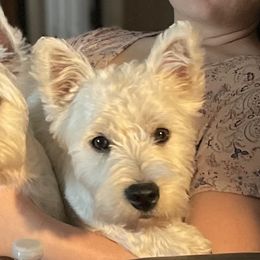 Max - West Highland White Terrier
