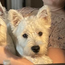 Max - West Highland White Terrier