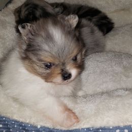 Dior - Blue merle male Pomeranian puppy in Weatherford, Texas from Jeweled Poms