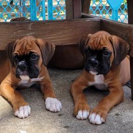 Boxer puppies from Quinney’s Boxers and Boston Terriers