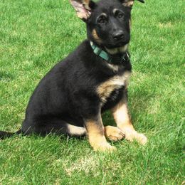 German Shepherd Puppies from Gnadehund German Shepherds