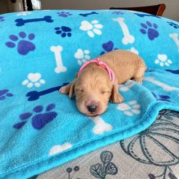Rosalie - Cream female Dachshund puppy in Molino, Florida from Dooney's Dachshunds