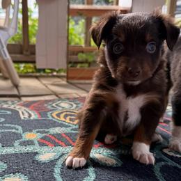 Deere - Red tri male Toy Australian Shepherd puppy in Dayton, Washington from Columbia Coast Toy & Mini Aussies