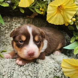 Polly - Red tri female Miniature Australian Shepherd puppy in Sandown, New Hampshire from Ashby Lou Aussies