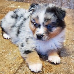 Australian Shepherd Puppies from Driftless Australian Shepherds