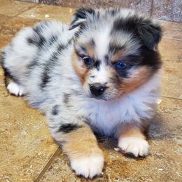 Australian Shepherd Puppies from Driftless Australian Shepherds