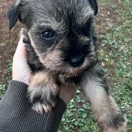 Betsy - Salt and pepper female Miniature Schnauzer puppy in West Point, Nebraska from Canyon Rose Schnauzers