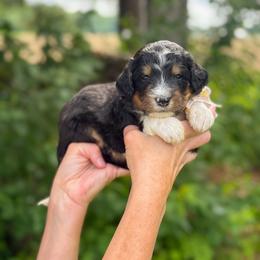 Wendy - Tri-color female Bernedoodle puppy in Bellville, Ohio from Bernedoodle Buddies
