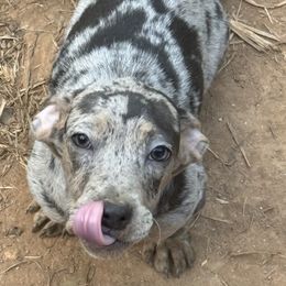 Presious - Dapple female Dachshund puppy in Roanoke, Alabama from Windsor Frenchie & Dachshunds