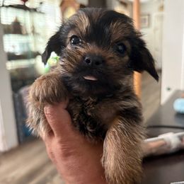 Puppy Male 1 Bruno - Black and tan male Shorkie puppy in Albemarle, North Carolina from Wilson Kennel