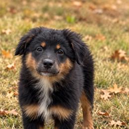 Katmai - Black tri female Miniature Australian Shepherd puppy in Macomb, Missouri from Show Me MO Aussies