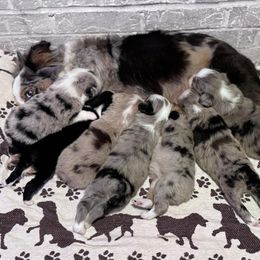 Australian Shepherd Puppies from Blue Creek Farm