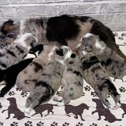 Australian Shepherd Puppies from Blue Creek Farm