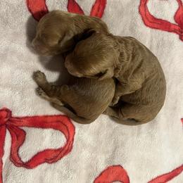 Boy - Red  male Goldendoodle puppy in Shingle Springs, California from Creamy Retrievers