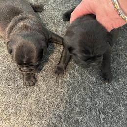 Black boy 2 - Black male Pug puppy in Norborne, Missouri from Pug Palace