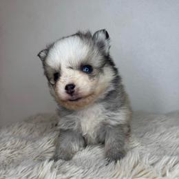 Girl 1 - Wolf sable female Pomsky puppy in Mesa, Arizona from Platinum Pomskies