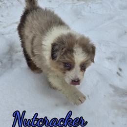 Nutcracker - Red merle male Australian Shepherd puppy in Albion, Michigan from Northern Lights Aussies (NL Aussies)