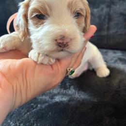 Peach - Red and white female Cockapoo puppy in Adrian, Oregon from ApplebyFarm