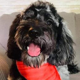 Remy - Goldendoodle