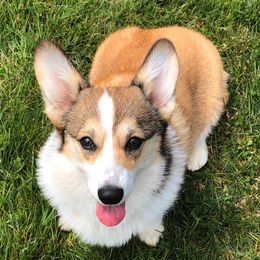 Pembroke Welsh Corgis from Heaven Scent