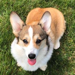 Pembroke Welsh Corgis from Heaven Scent