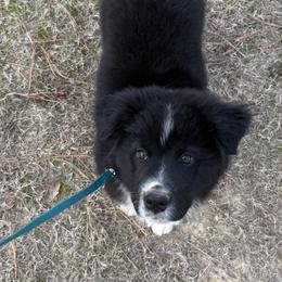 Howdy - Black & white male Australian Shepherd puppy in Coldwater, Mississippi from Pure Grit Aussies