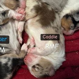 Caddie - Red merle female Australian Shepherd puppy in Caro, Michigan from White Tail Australian Shepherds