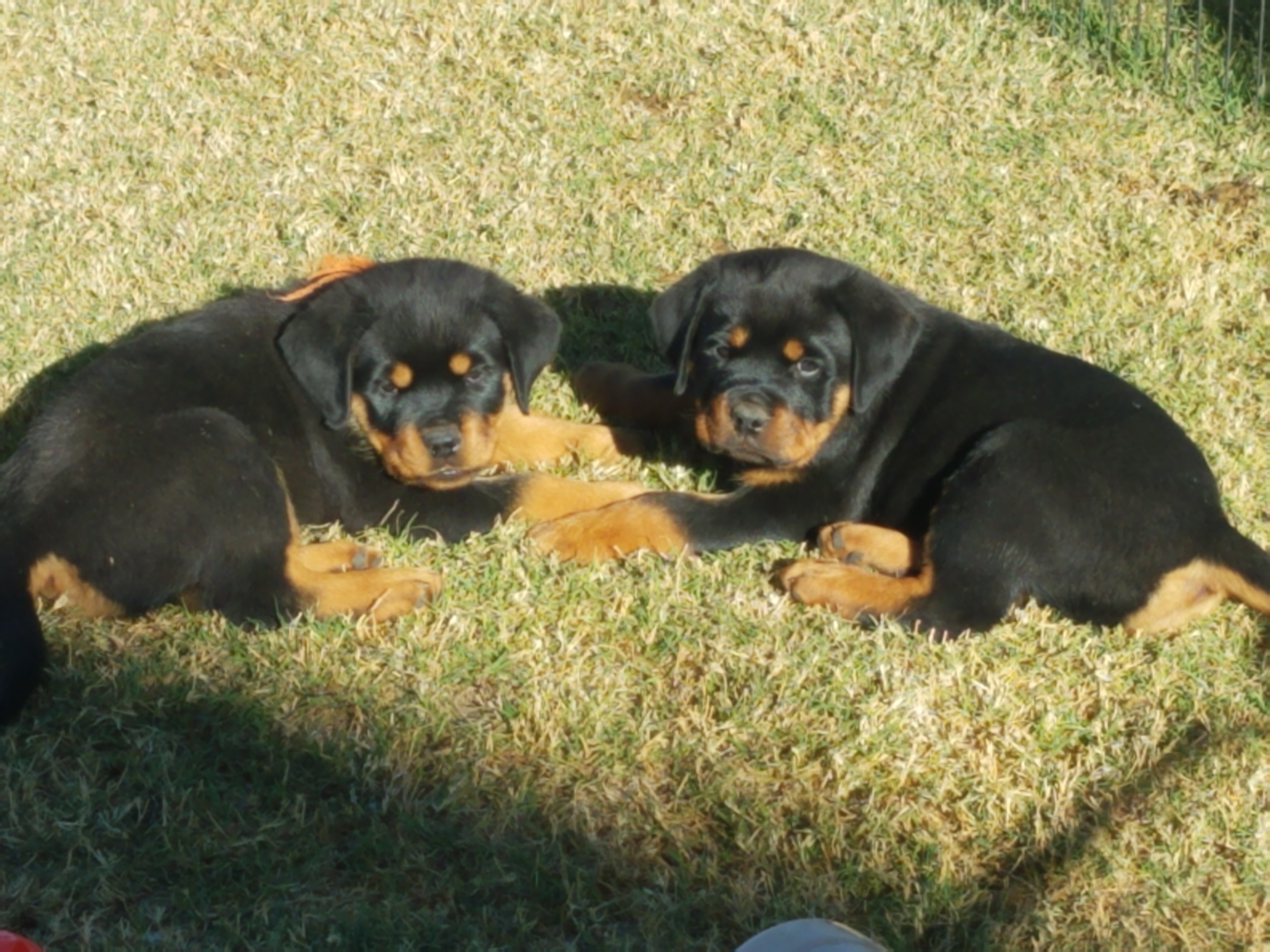 Rottweiler Puppies from Gottlïchen Rottweilers